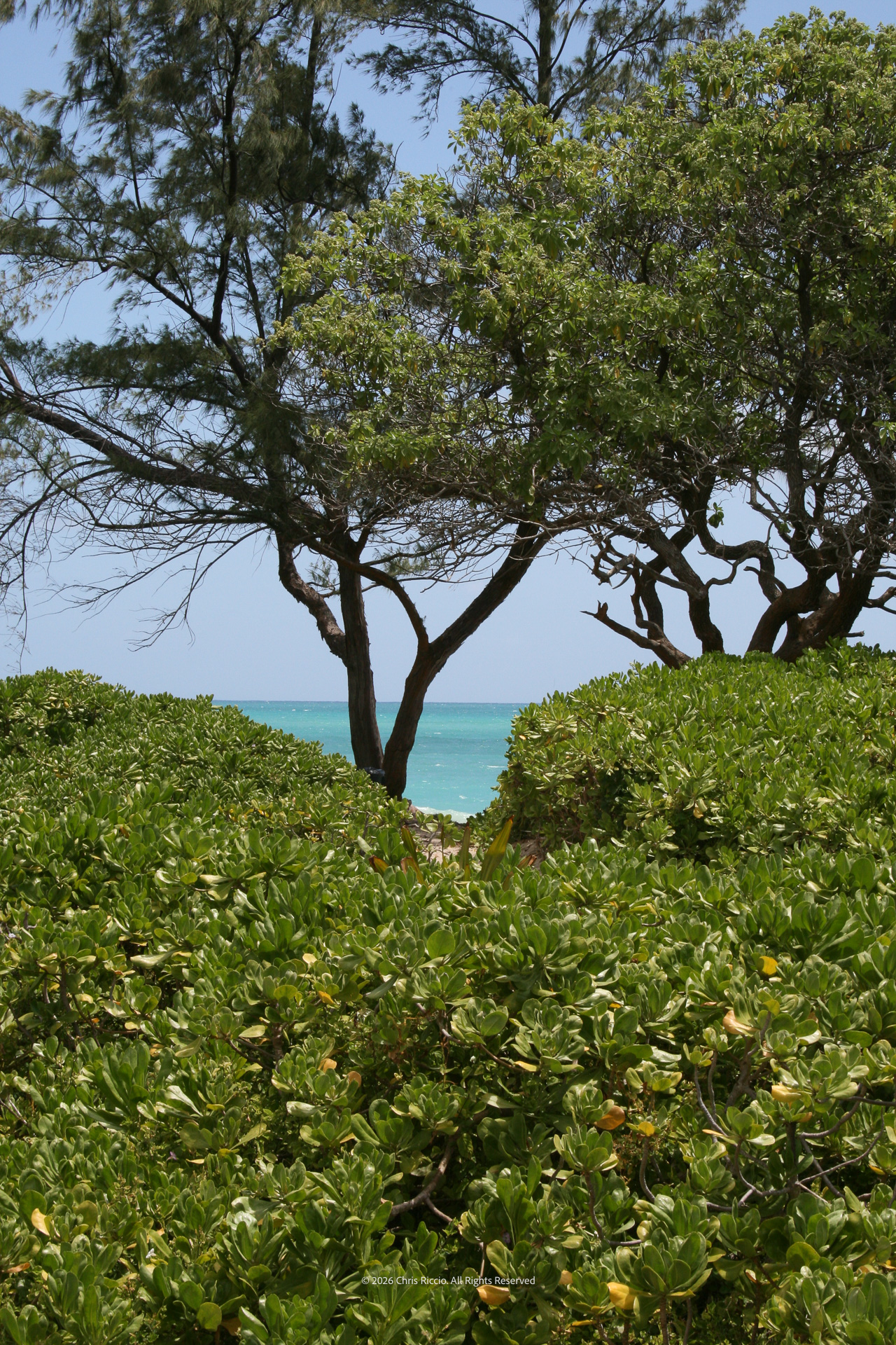 Paradise Beckons